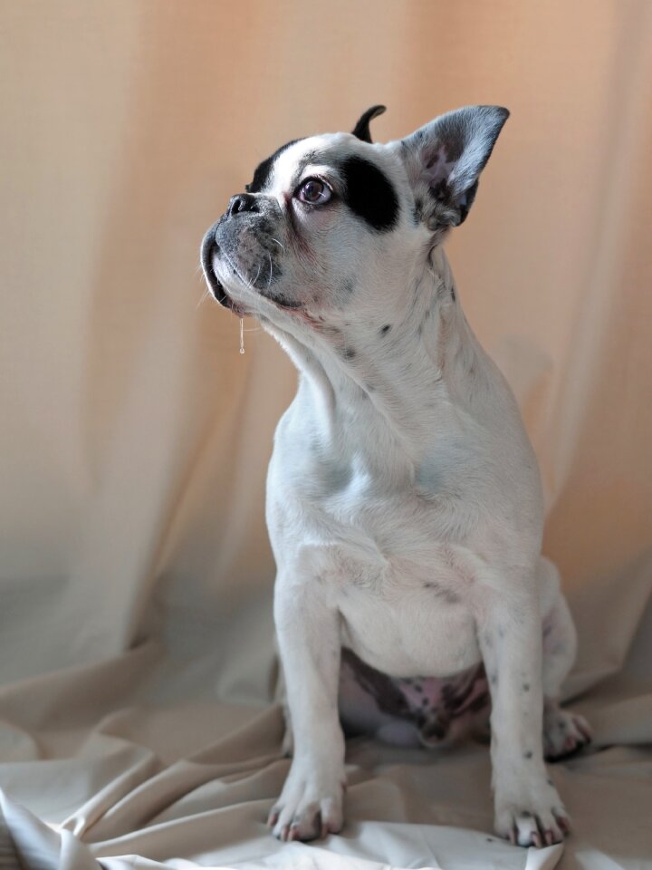 Dog french bulldog animal
