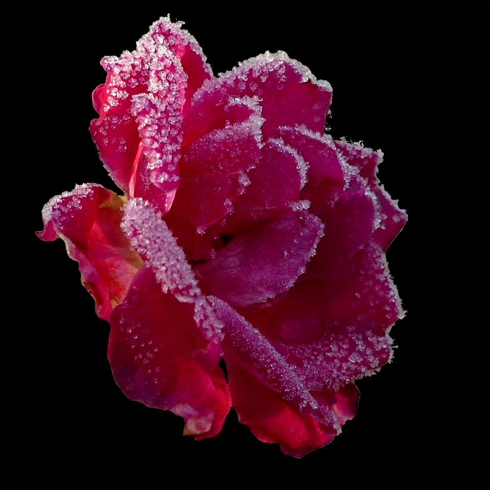 Flower cold winter magic
