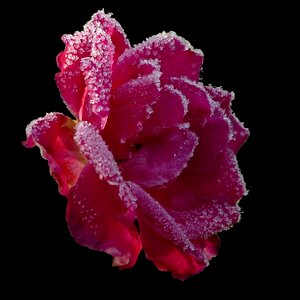 Flower cold winter magic