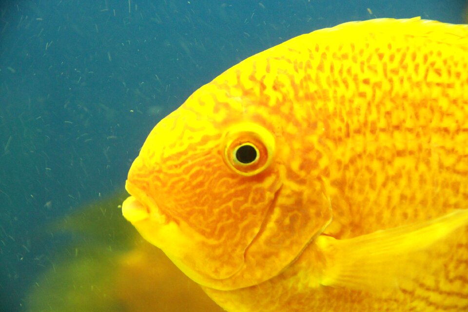 Fish yellow fish undersea world