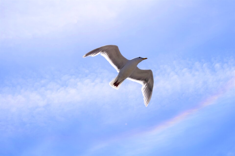 Nature bird summer