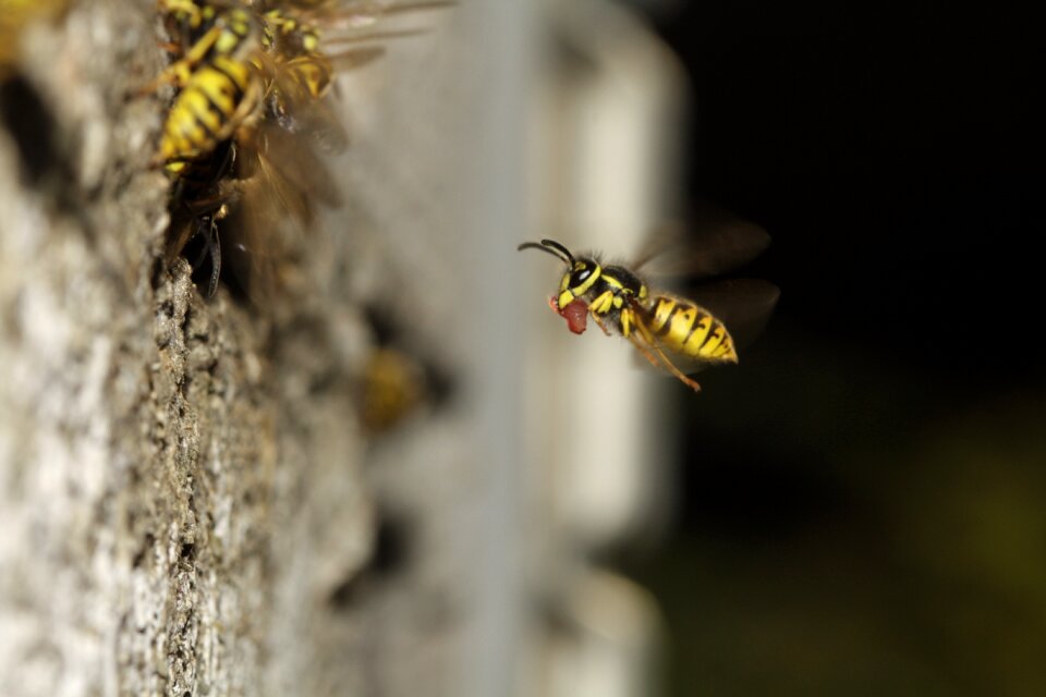 Probe yellow striped