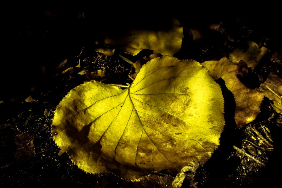 Nature yellow season