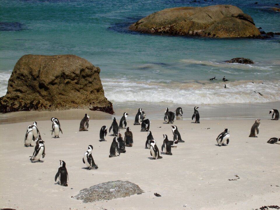 Beach boulders endangered