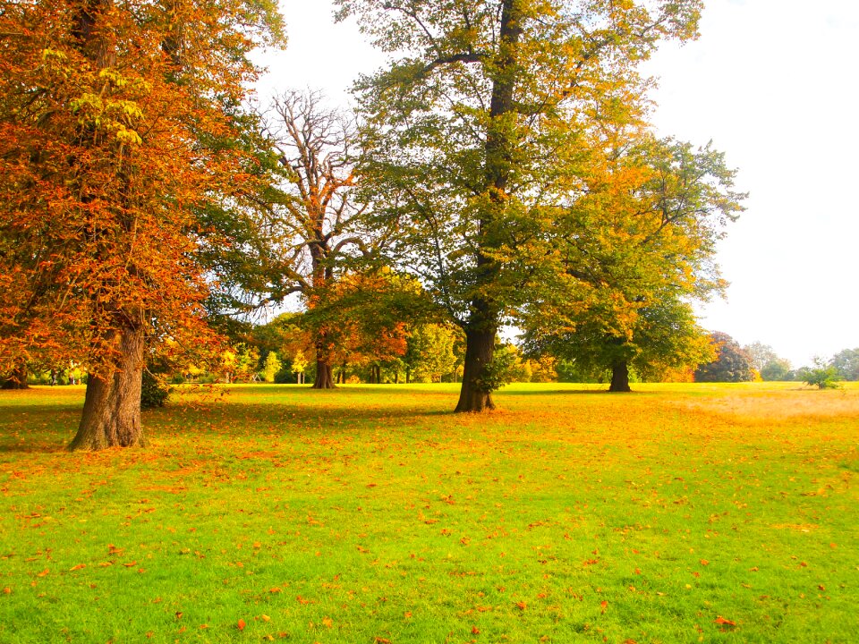 Ocher leaf yellow