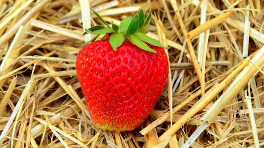 Fruit summer sweet
