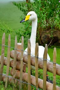 Animal wild goose poultry