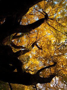 Autumn sunbeams gingko tree