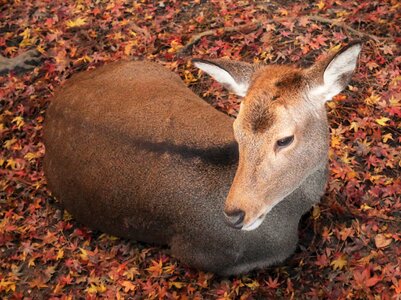 Silence nara autumnal leaves