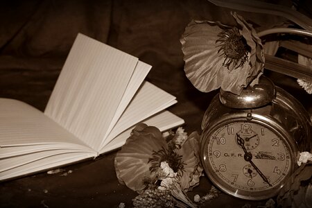 Poppies sepia still life