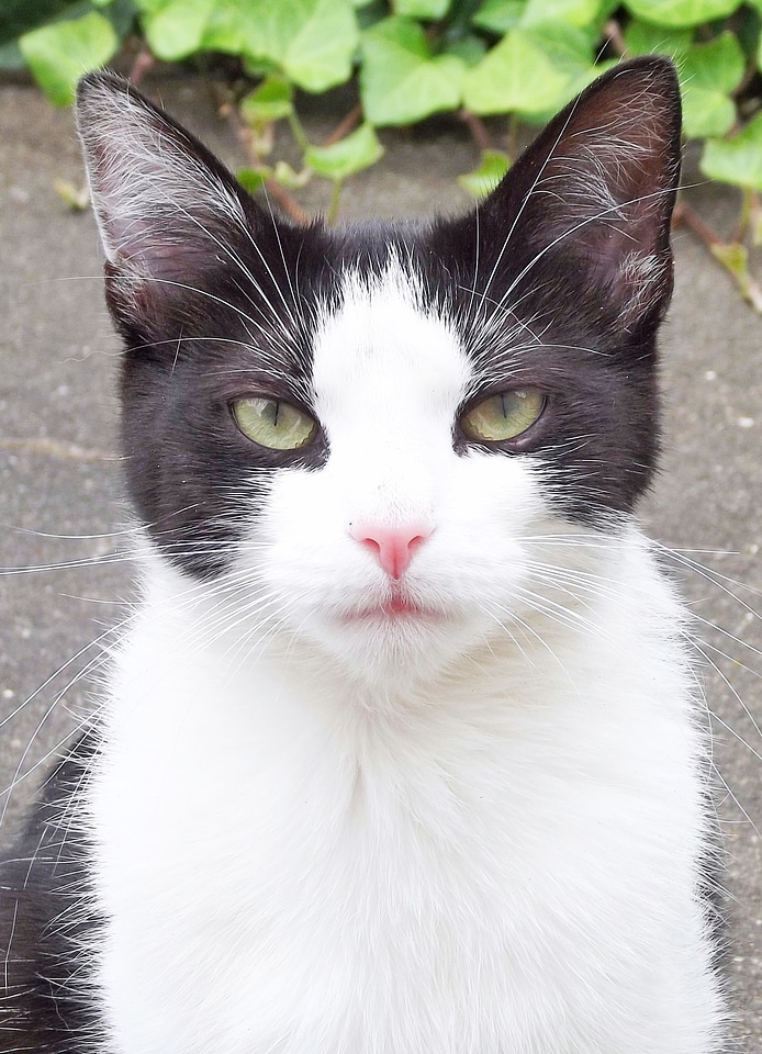 Outdoor curious attention
