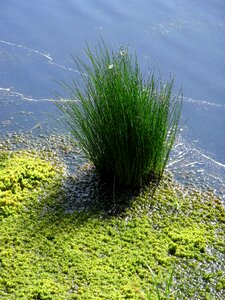 Peat moss renaturation rush