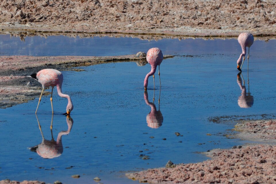 Desert laguna salar