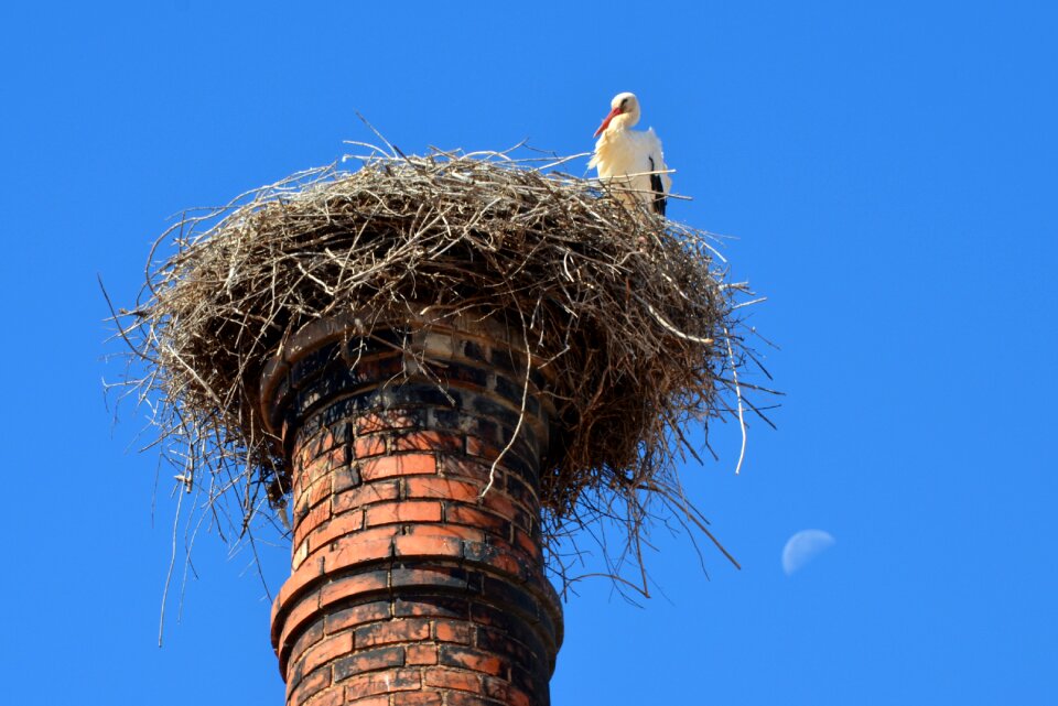 Storchennest storks rattle stork
