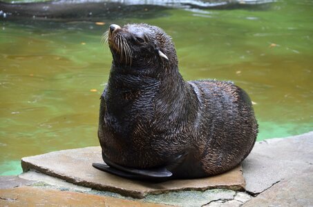 Seal mammal nature photo