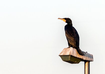 Animal nature lantern