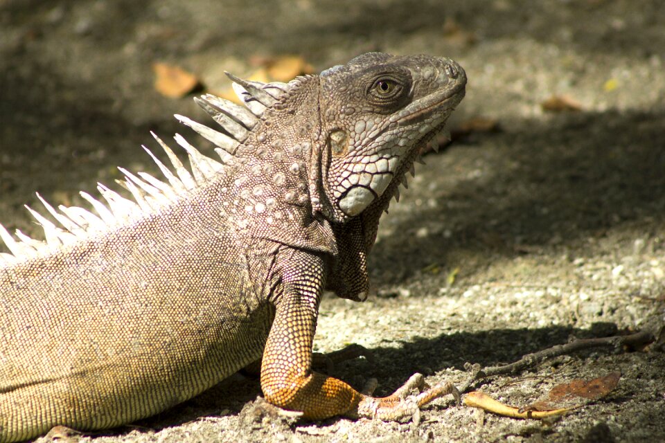 Lizard nature green