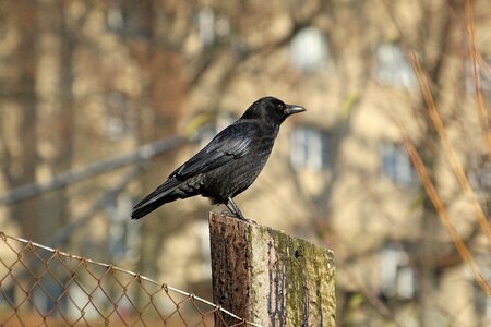 Raven bird black fence