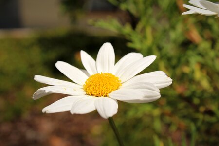 Flora pretty summer