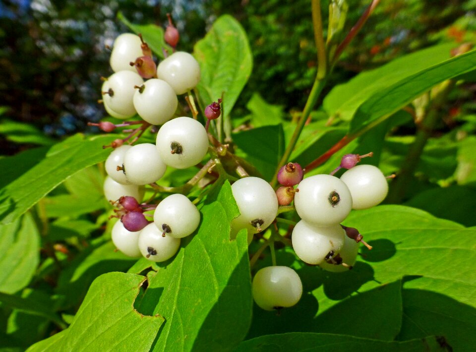 Sambucus berry volchya yagoda