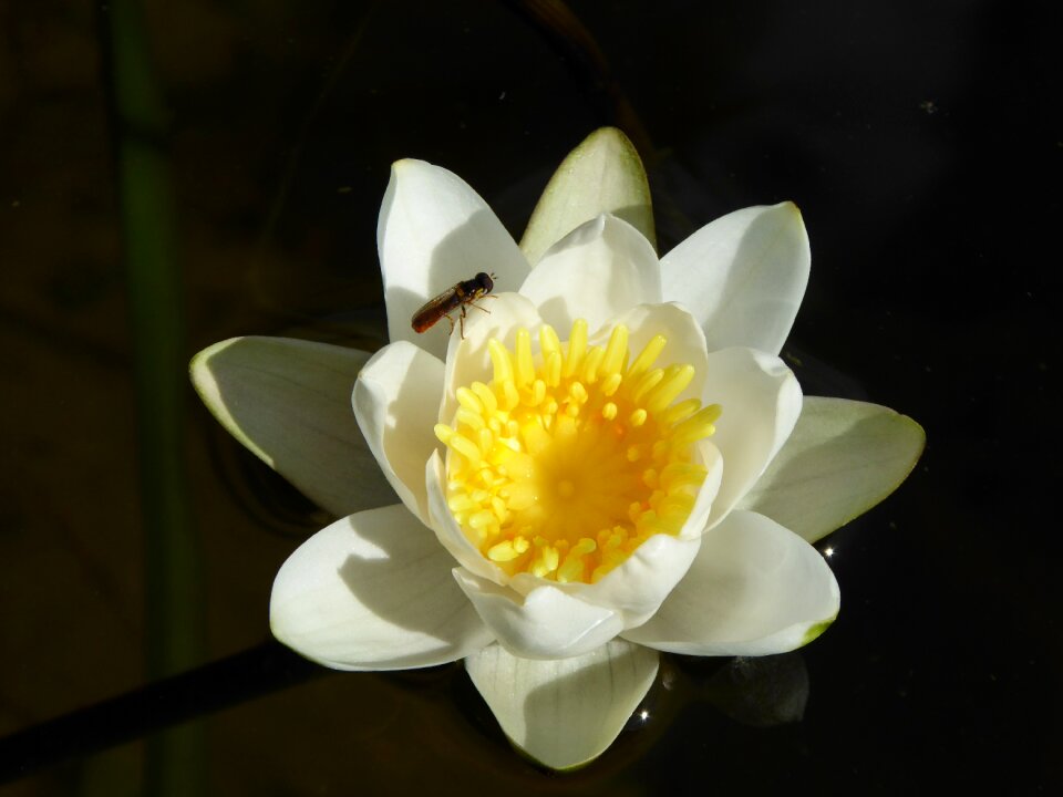 Teichplanze plant summer