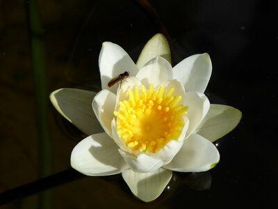 Teichplanze plant summer