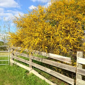 Allergies pollination field
