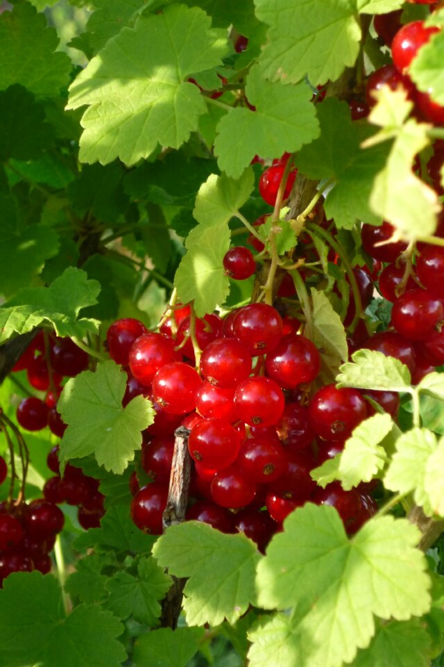 Orchard garden vegetable garden