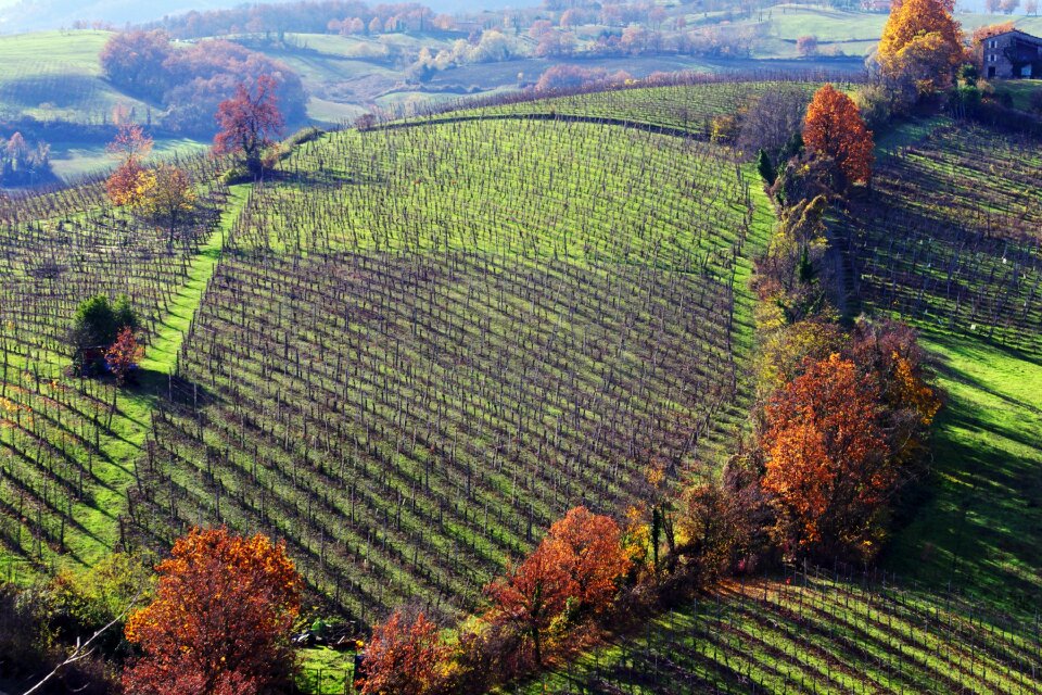 Italy vineyards hills langhirano