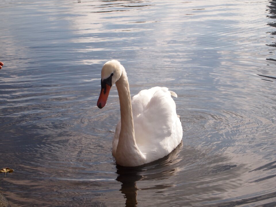 Fauna animal nature