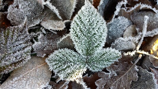 Frozen freezing temperatures wintry