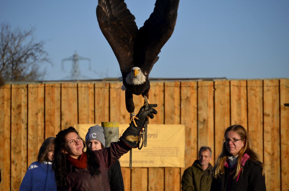 Bird bird of prey portrait