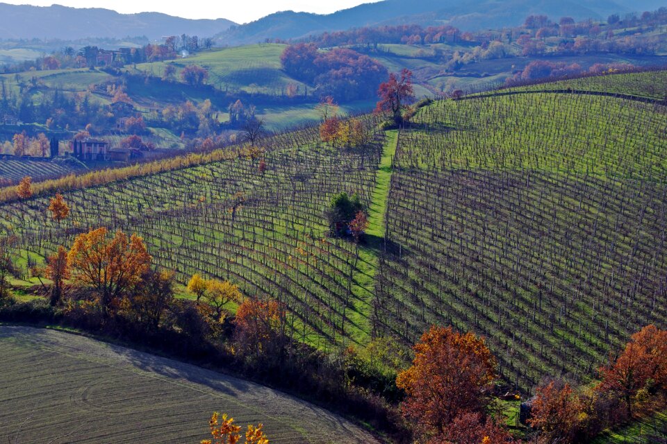 Italy vineyards hills langhirano