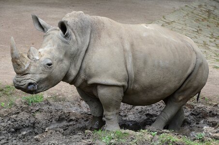 Safari mammals animal world