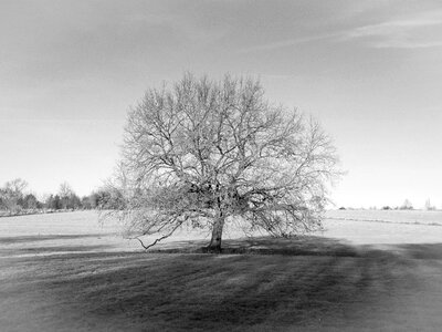 Autumn black and white landscape