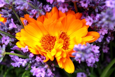 Yellow purple flower photo