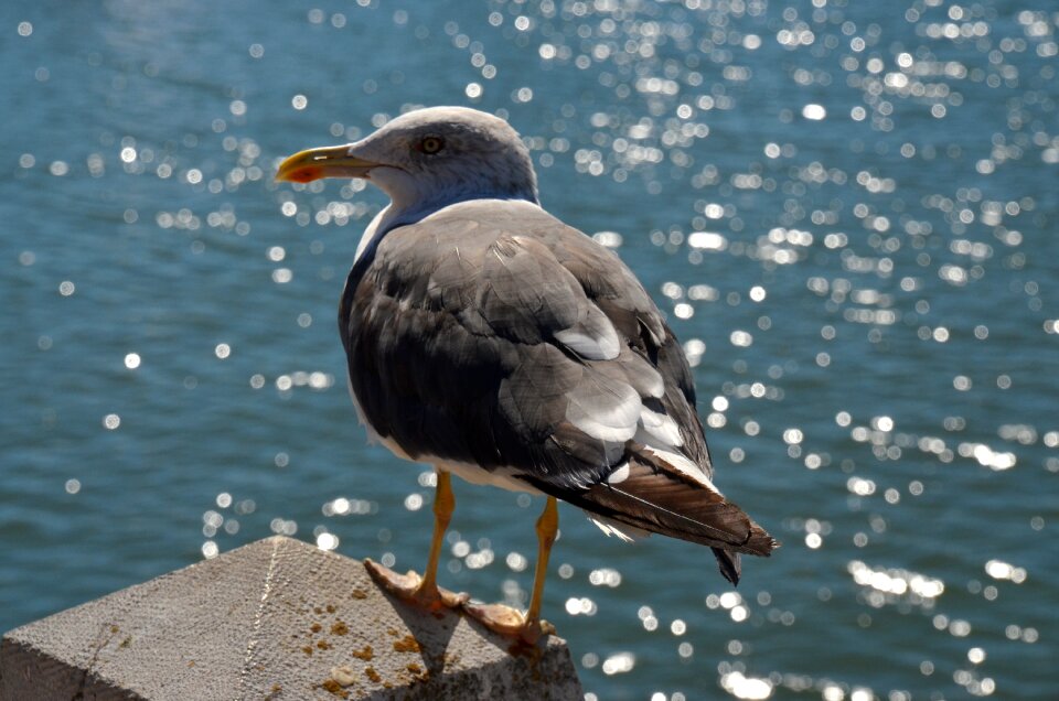 Water bird coast baltic sea photo