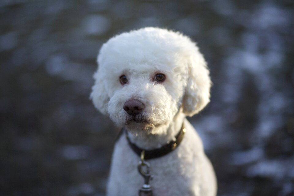 Fluffy animals pet