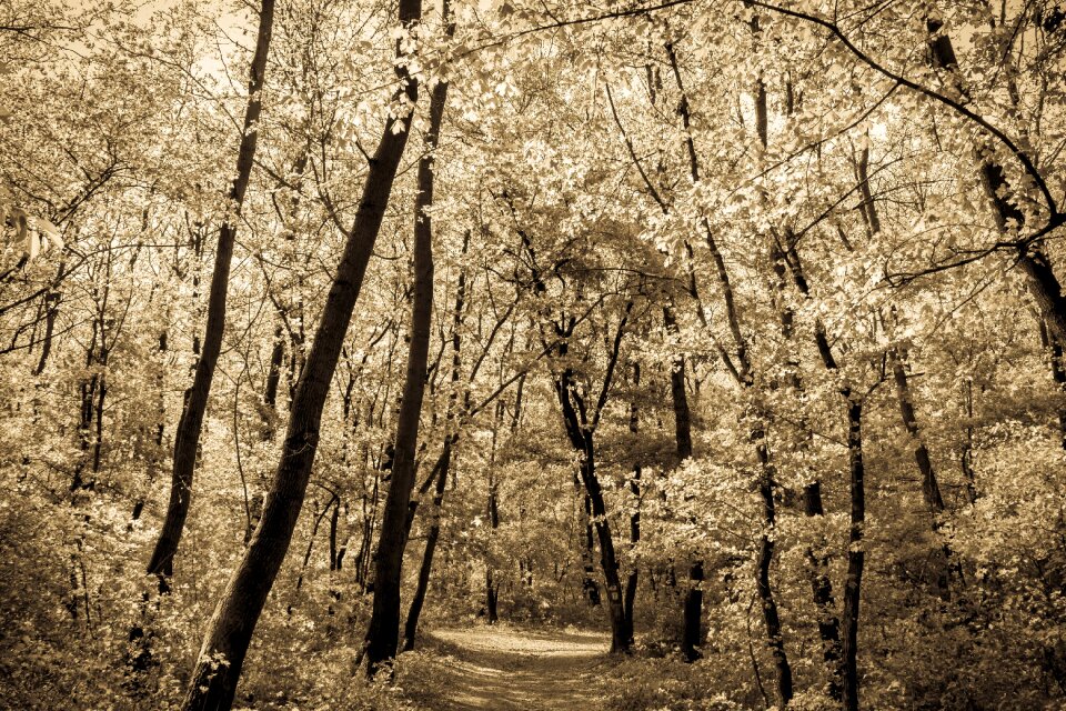 Nature landscape green