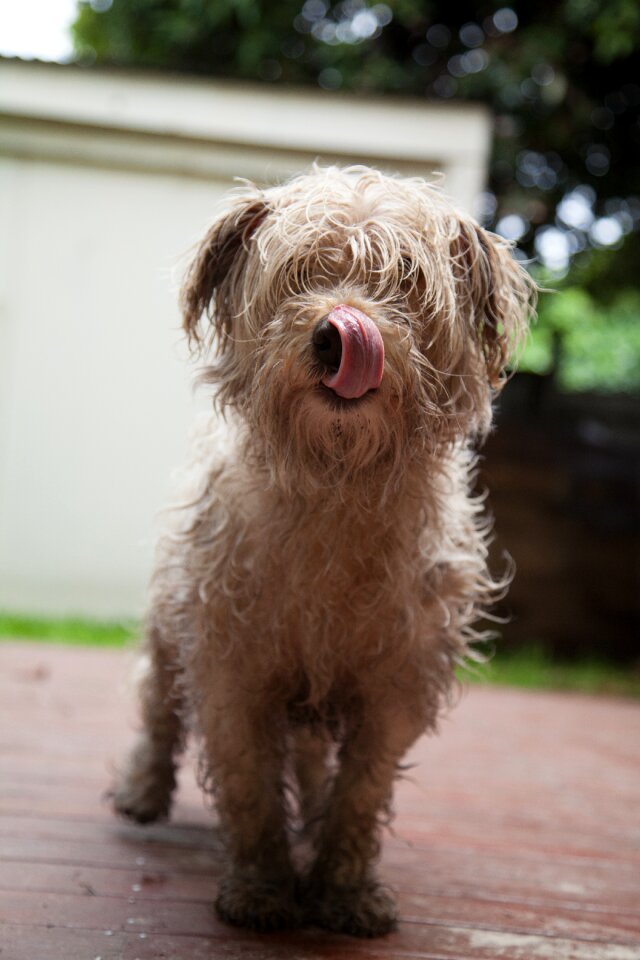 Animal cute tongue