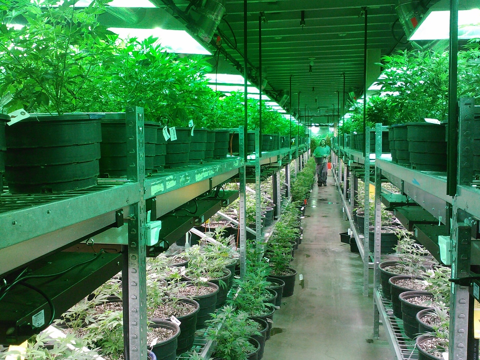 Growing marijuana growing cannabis cannabis dispensary
