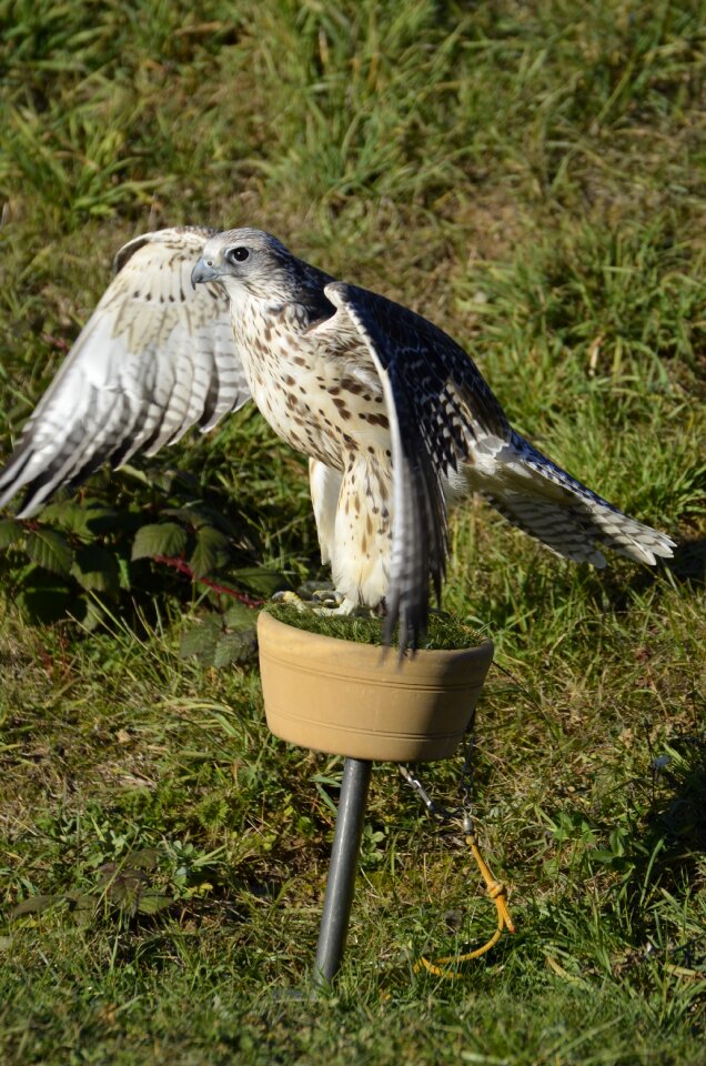 Bird raptor bird of prey