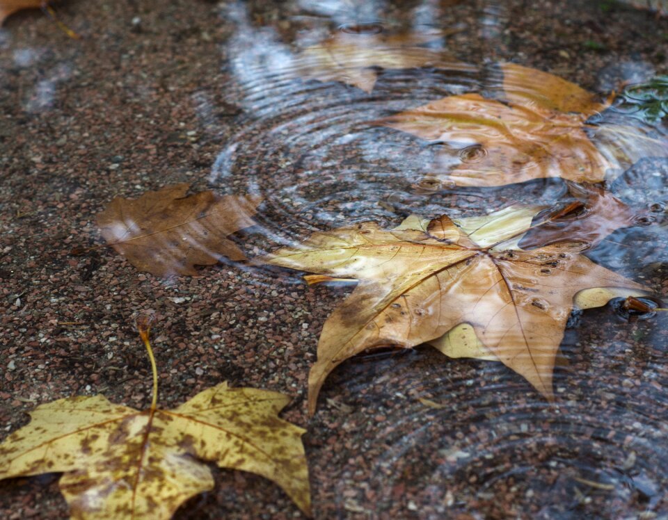 Tree november circles on the water