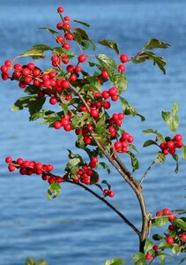 Deer rock lake ontario canada