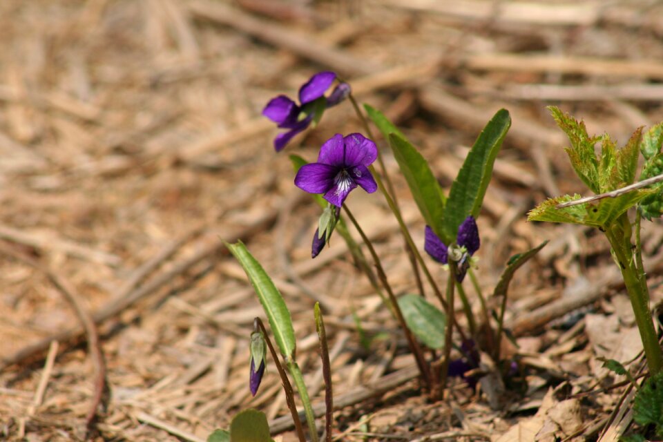 Nature autumn purple flowers