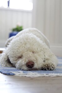 Fluffy animals pet