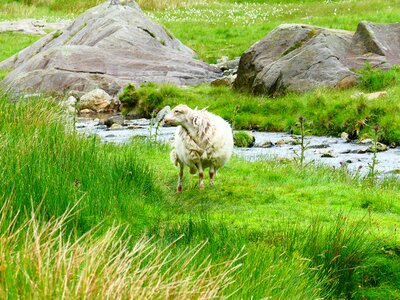 Sheep wales snowdonia