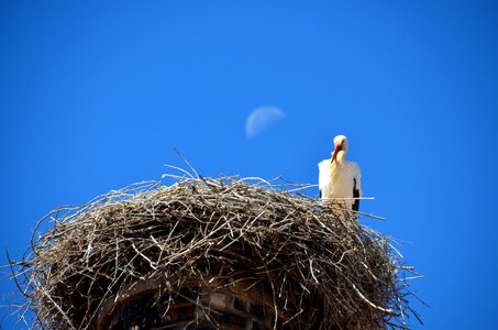 Storchennest storks rattle stork photo