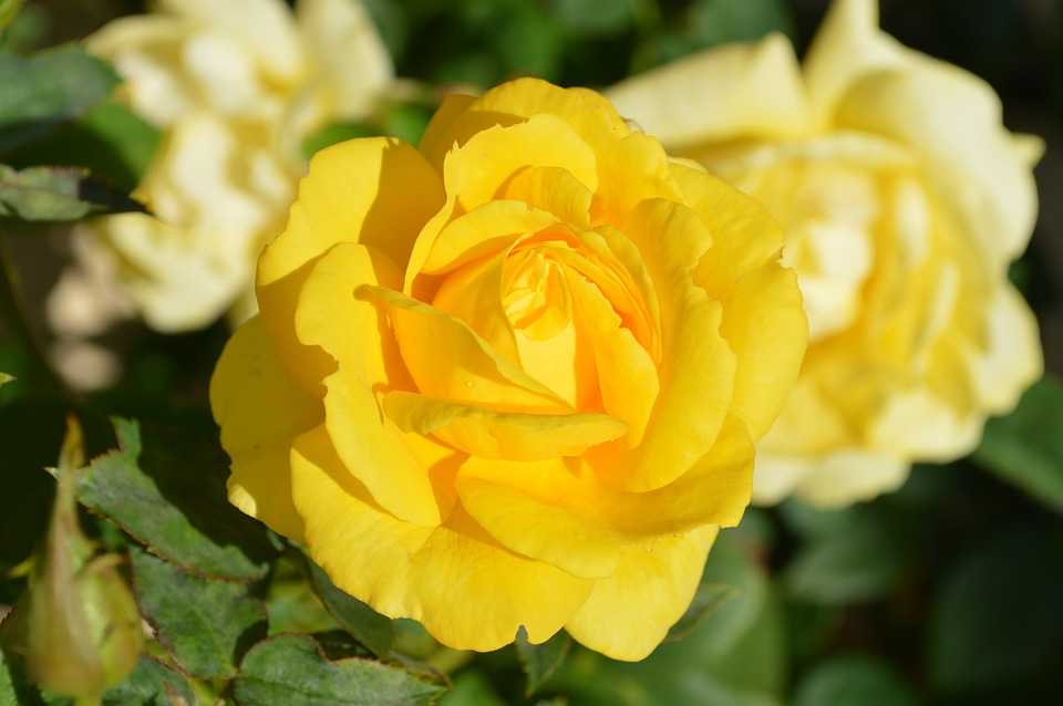 Yellow rose flower nature