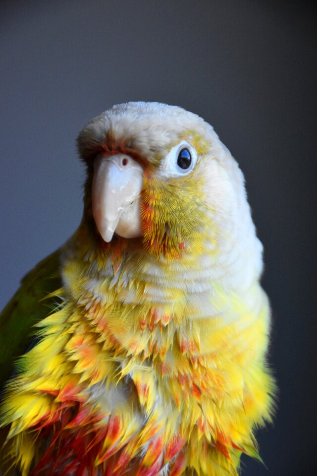 Parrot beak pen